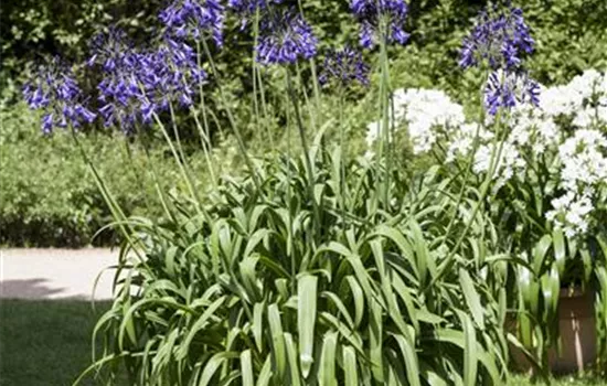 Schmucklilien umtopfen