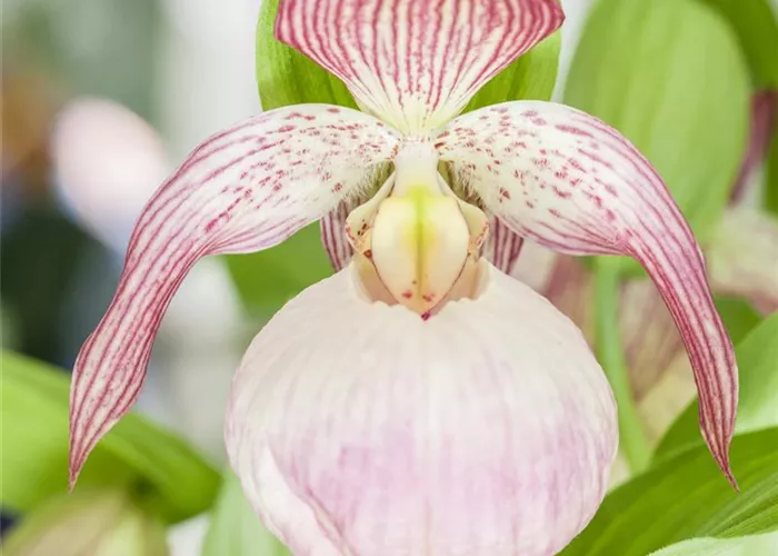 Orchideen im Garten