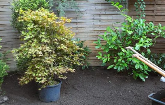 Fächer-Ahorn - Einpflanzen im Garten