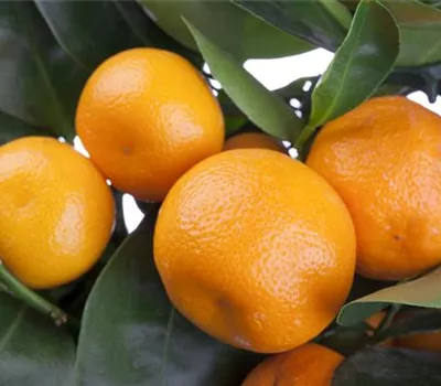Orangen im Beet