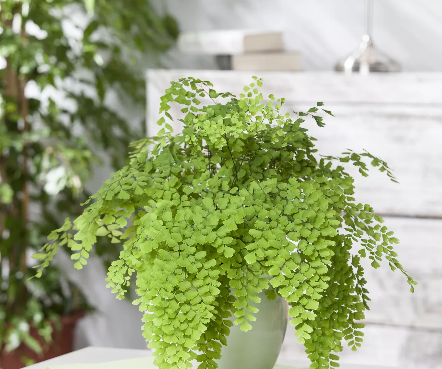 Die Pflege von Zimmerpflanzen