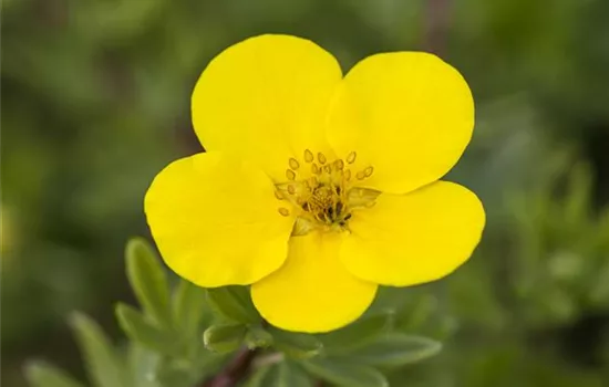 Potentilla fruticosa