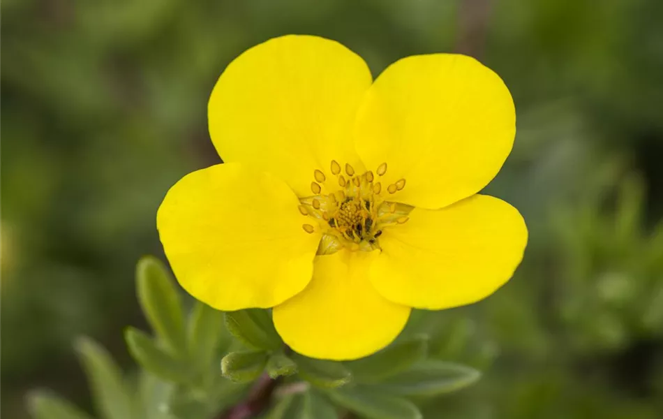 Potentilla fruticosa