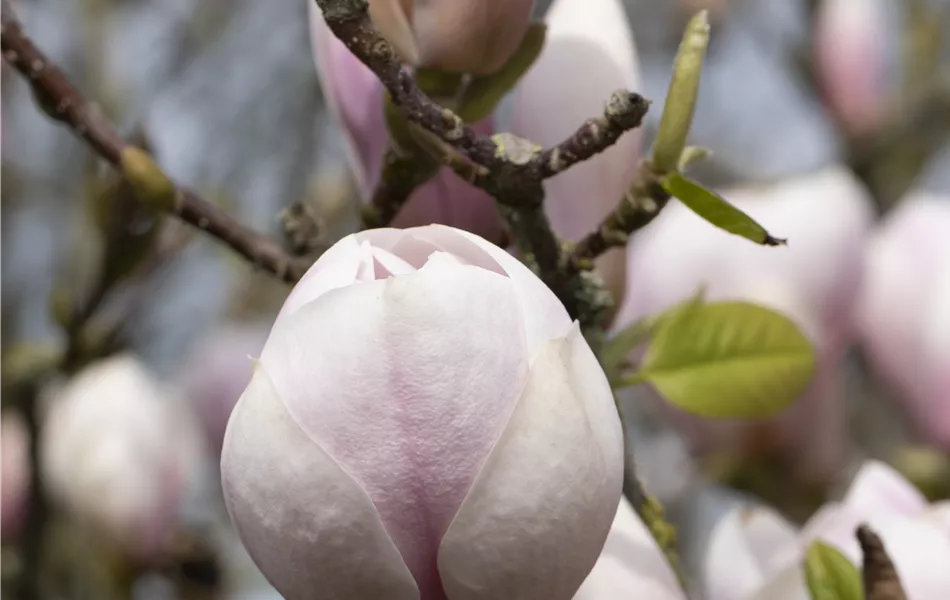 Magnolia x soulangiana