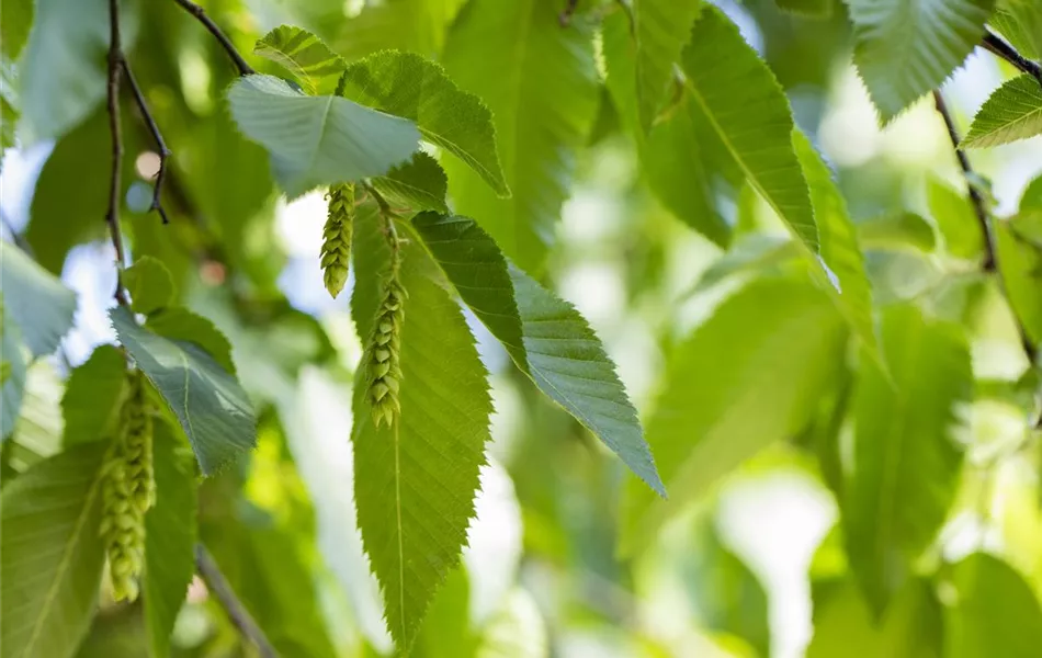 Carpinus betulus