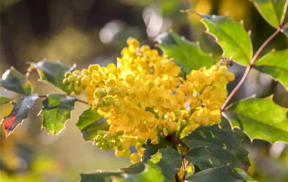 Mahonia aquifolium