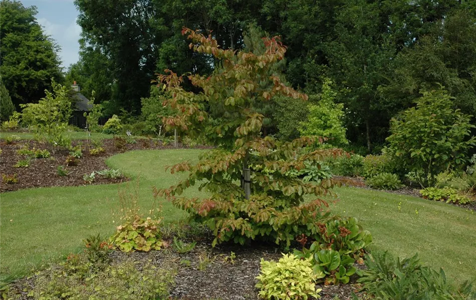 Parrotia persica