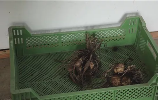 Dahlie - Überwintern Dahlie - Überwintern