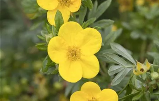 Potentilla fruticosa 'Kobold'