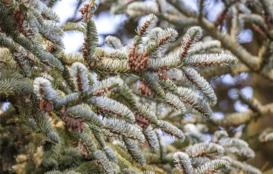 Abies koreana