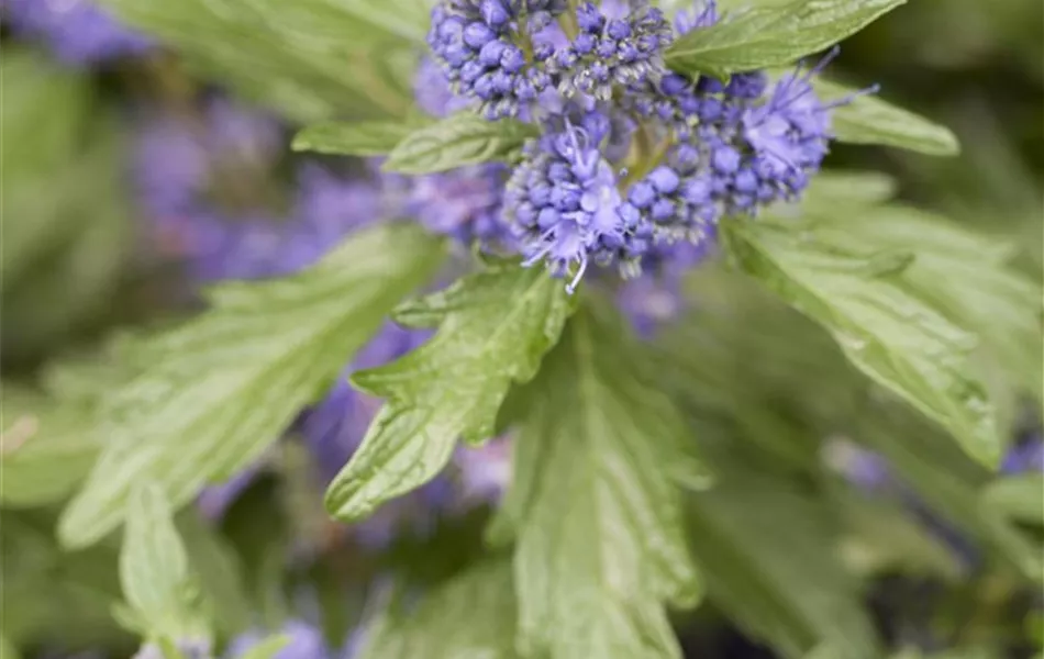 Caryopteris clandonensis