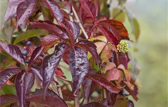 Parthenocissus quinquefolia