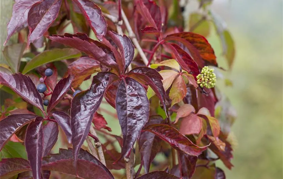 Parthenocissus quinquefolia