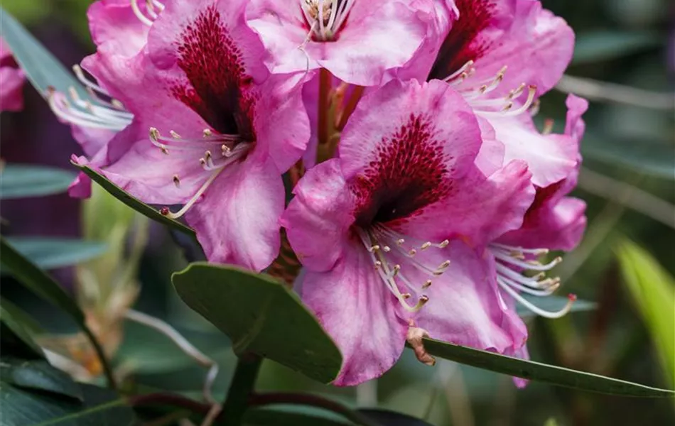 INKARHO® Rhododendron