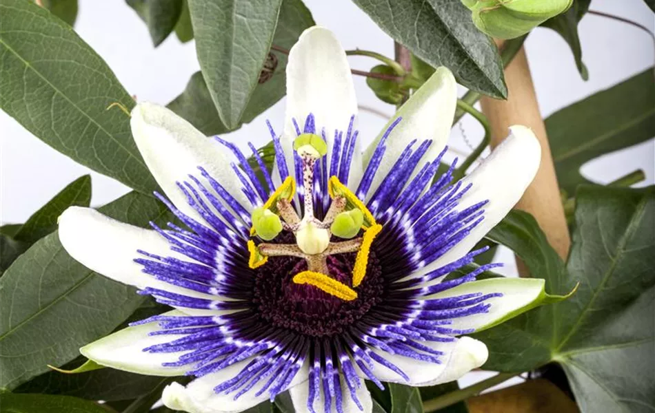 Passiflora caerulea