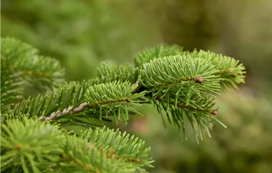 Abies nordmanniana