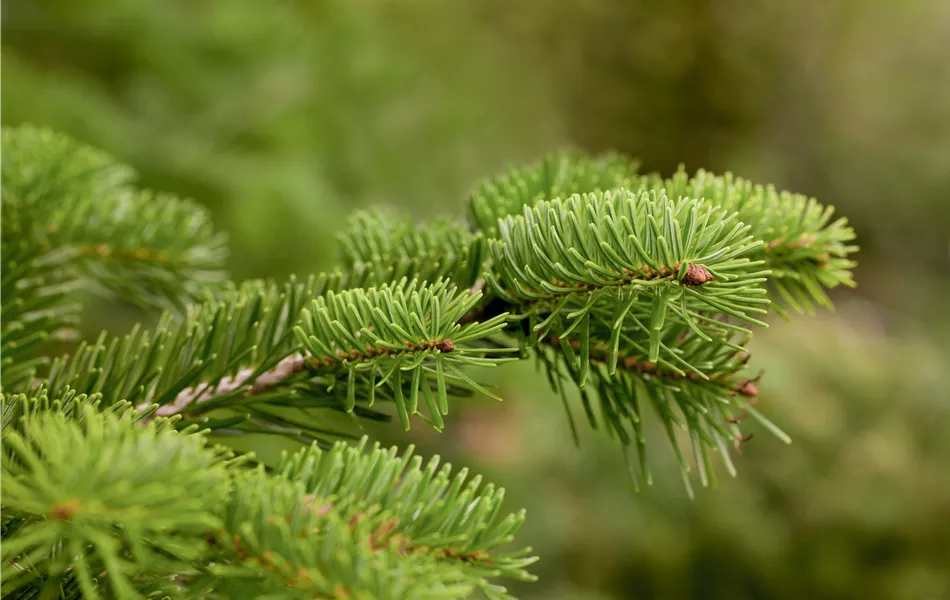 Abies nordmanniana