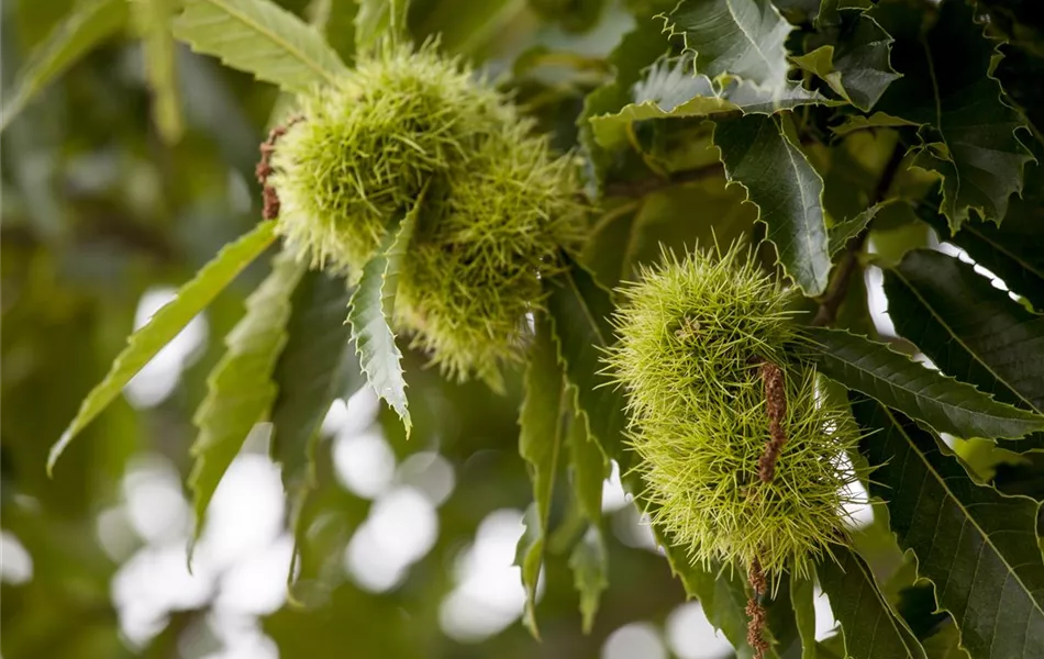 Castanea sativa