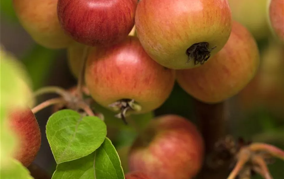 Malus 'Evereste'®