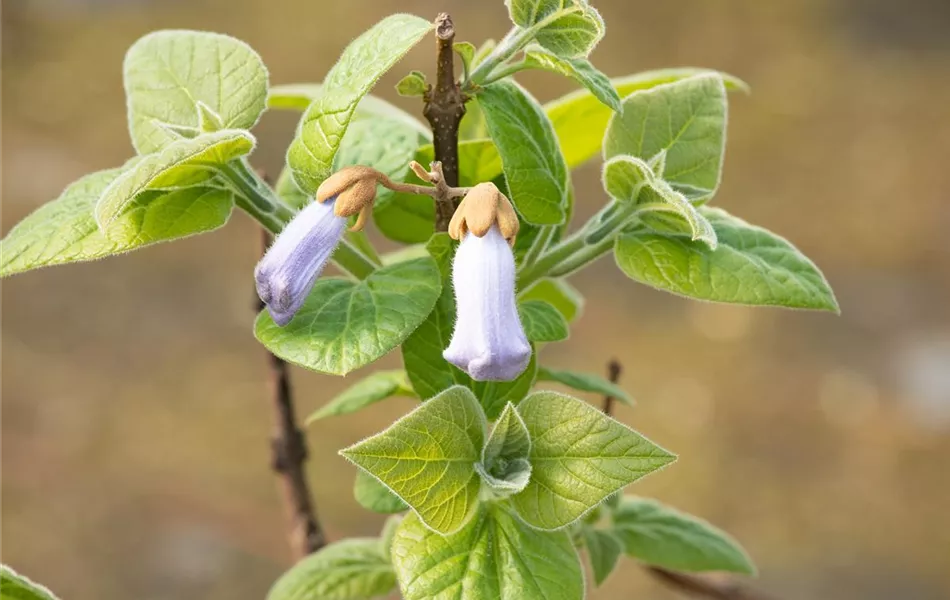 Paulownia tomentosa