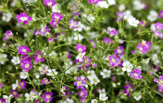 Gypsophila muralis