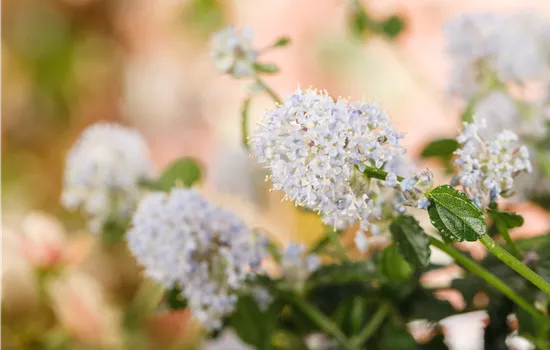 Ceanothus thyrsiflorus