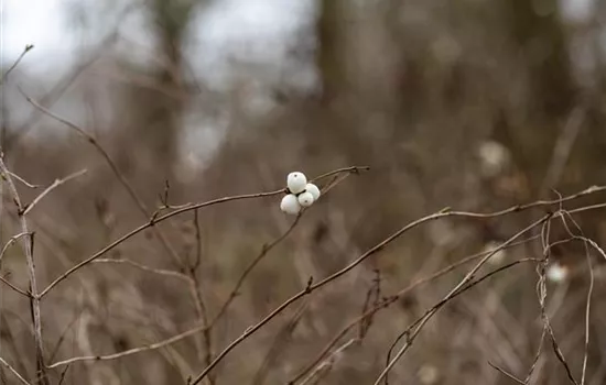 Symphoricarpos albus