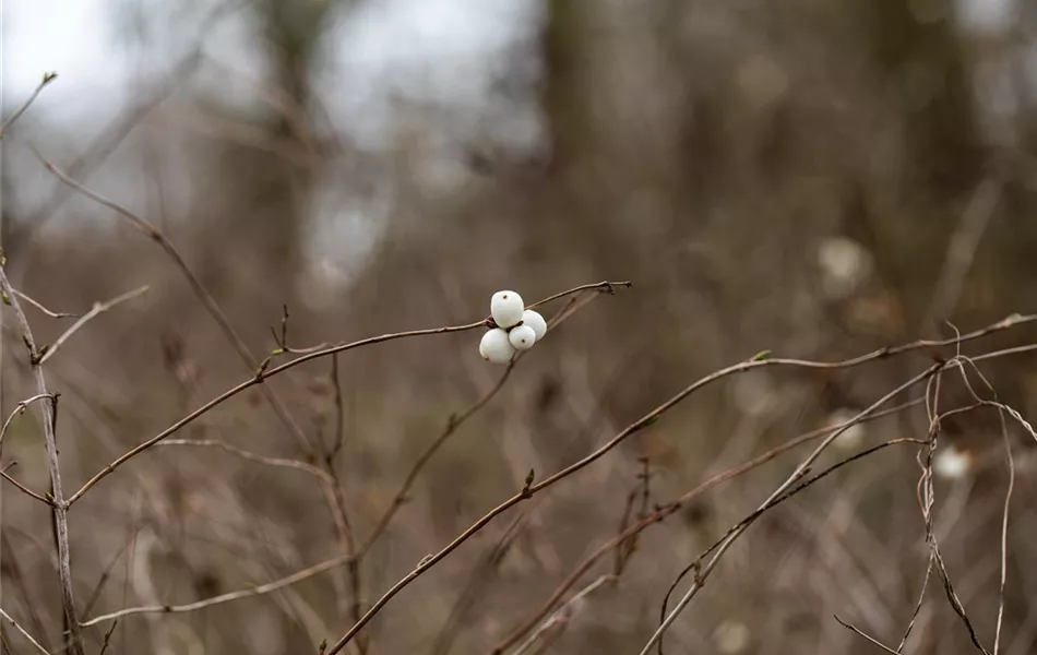 Symphoricarpos albus