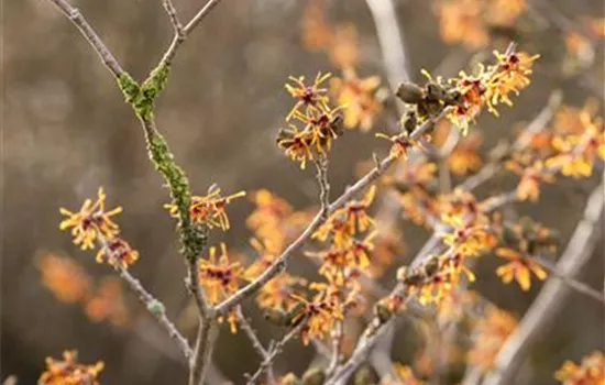 Hamamelis x intermedia