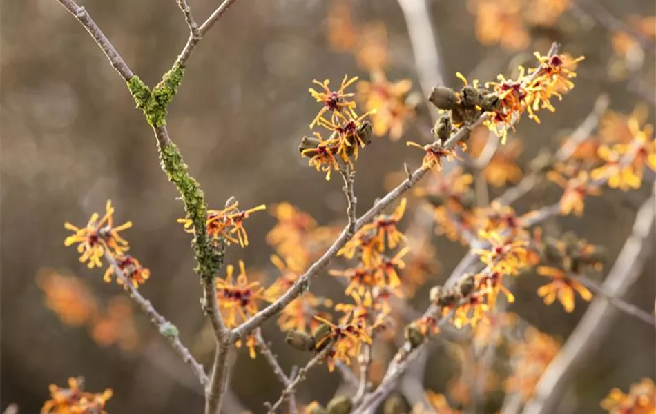 Hamamelis x intermedia