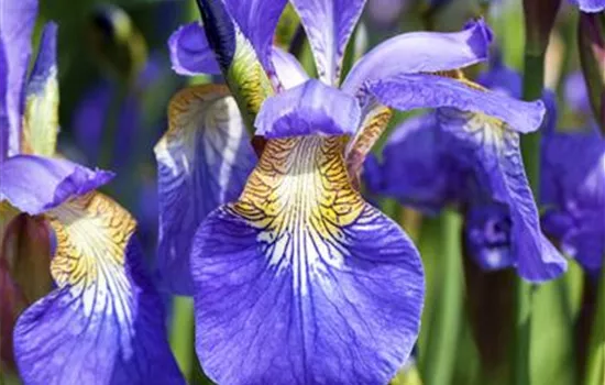 Iris sibirica