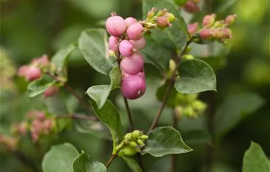 Symphoricarpos x doorenbosii, rosa