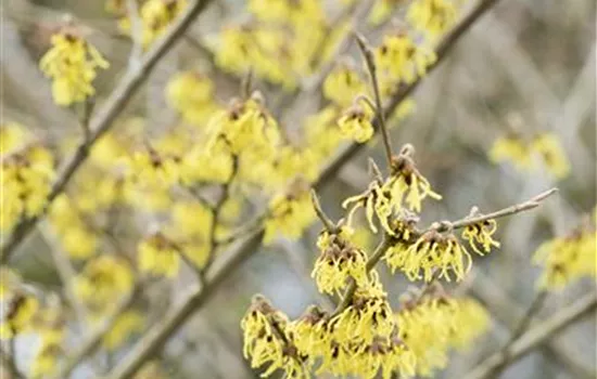 Hamamelis x intermedia 'Arnold Promise'