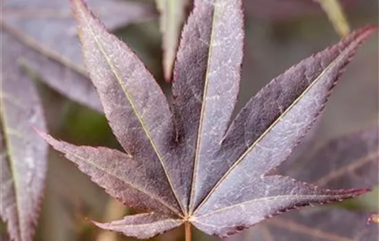 Acer palmatum 'Atropurpureum'