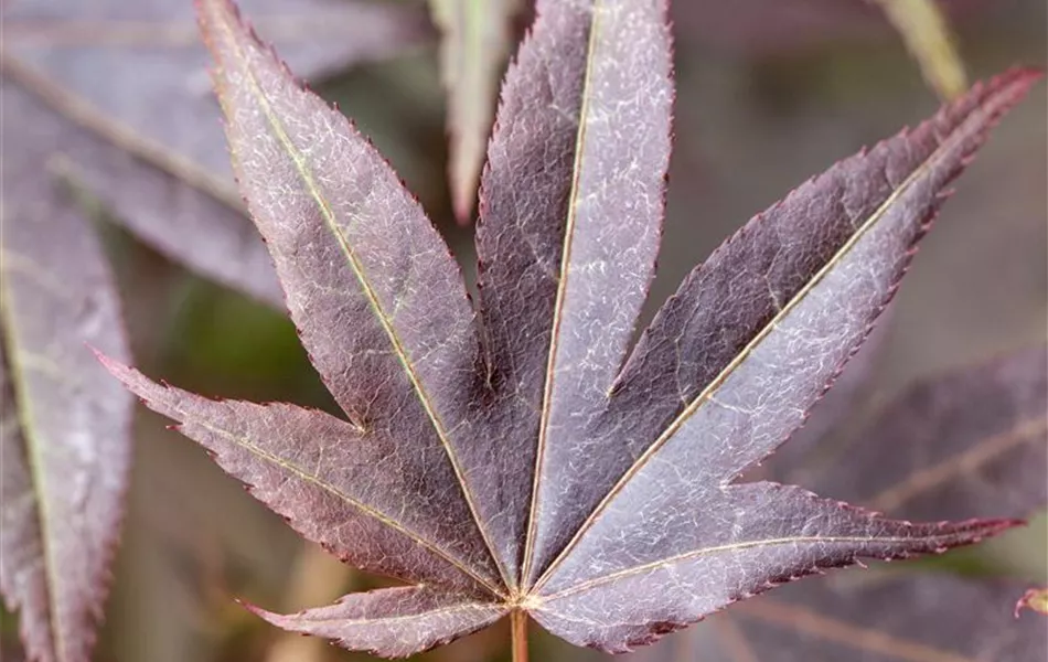 Acer palmatum 'Atropurpureum'