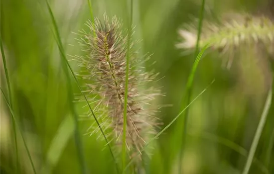 Pennisetum alopecuroides 'Little Bunny'