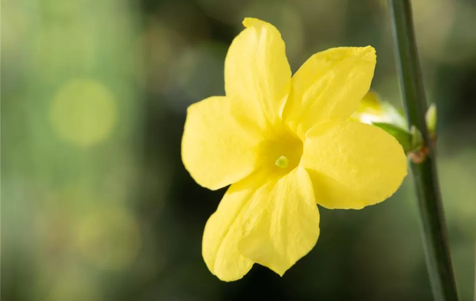 Jasminum nudiflorum