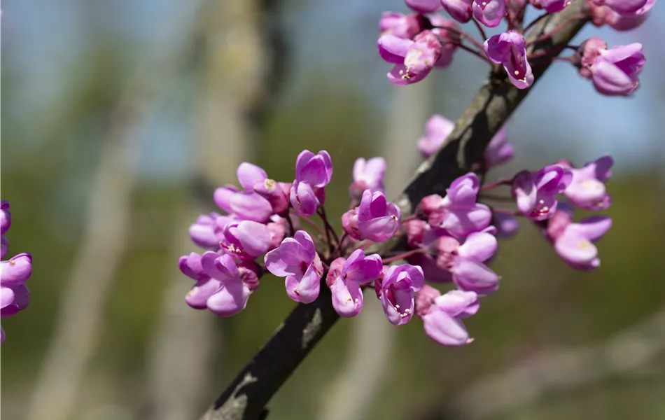 Cercis siliquastrum