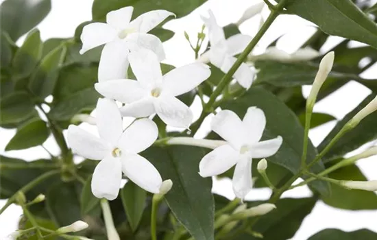 Jasminum polyanthum