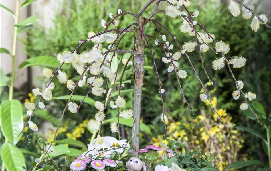 Salix caprea 'Pendula'