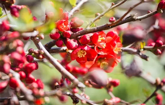 Chaenomeles japonica 'Cido'®