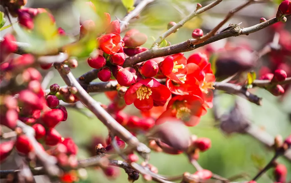 Chaenomeles japonica