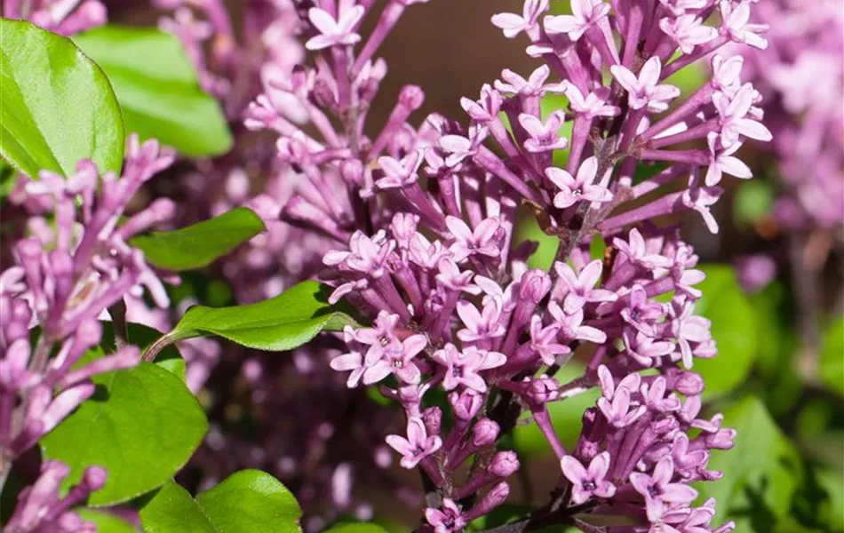 Syringa meyeri