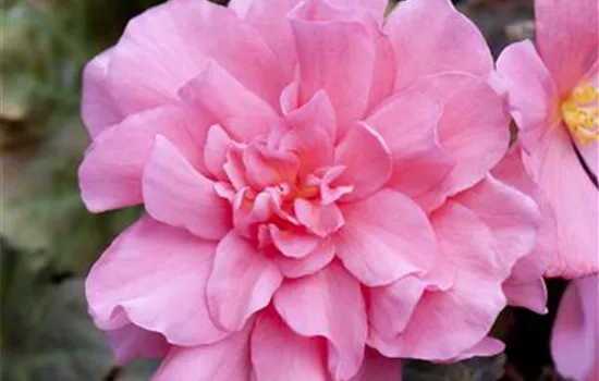 Begonia x tuberhybrida