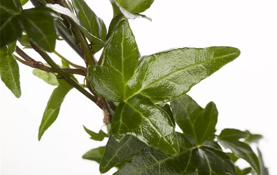 Hedera helix