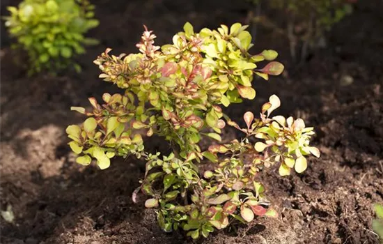 Berberis thunbergii