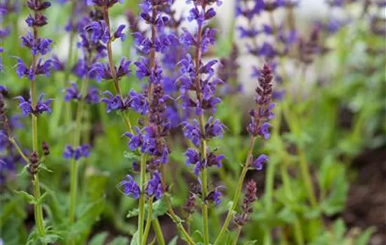 Salvia nemorosa 'Ostfriesland'