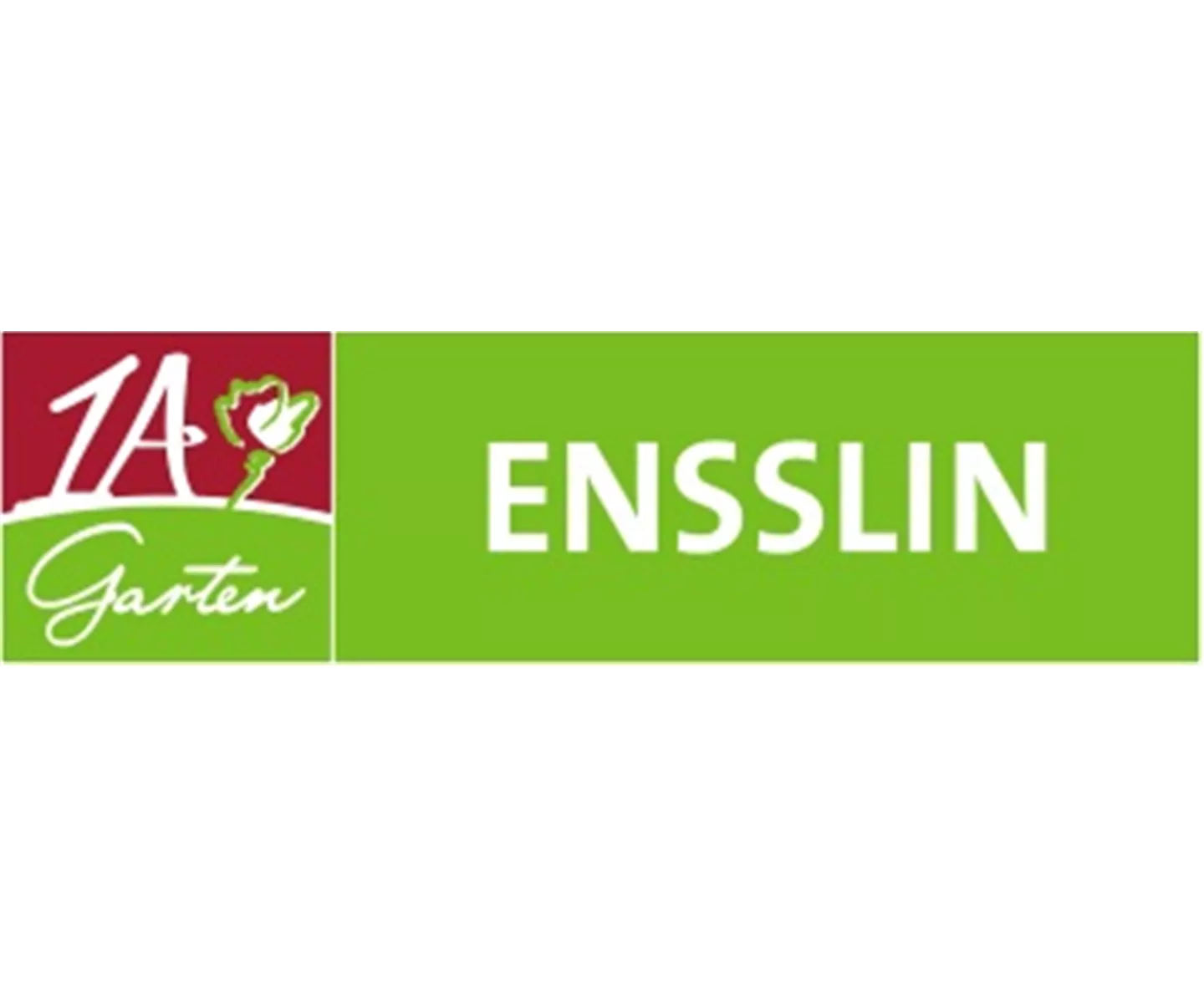 Feldsalaternte im Winter