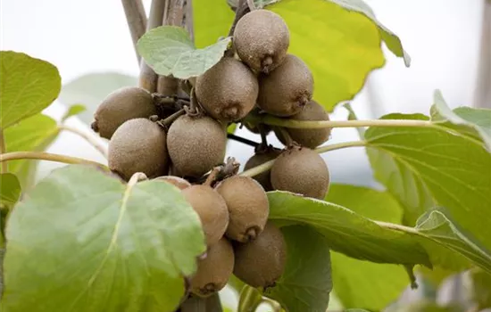 Actinidia chinensis