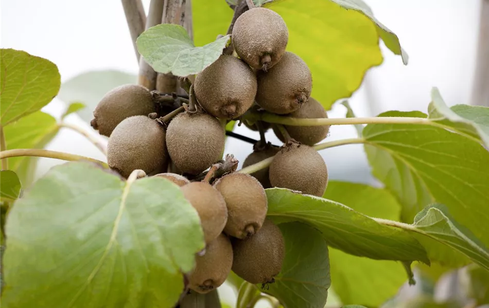 Actinidia chinensis